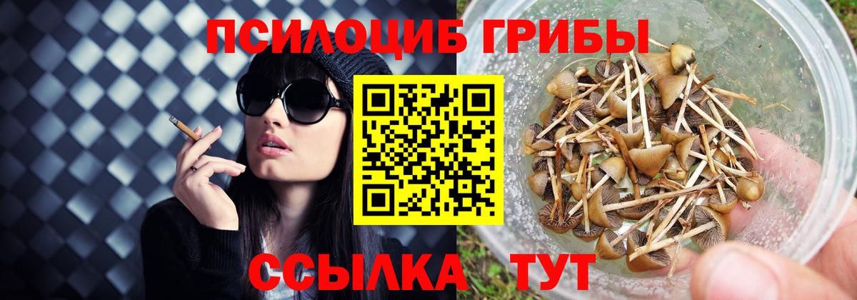 Псилоцибиновые грибы Psilocybe Малоярославец